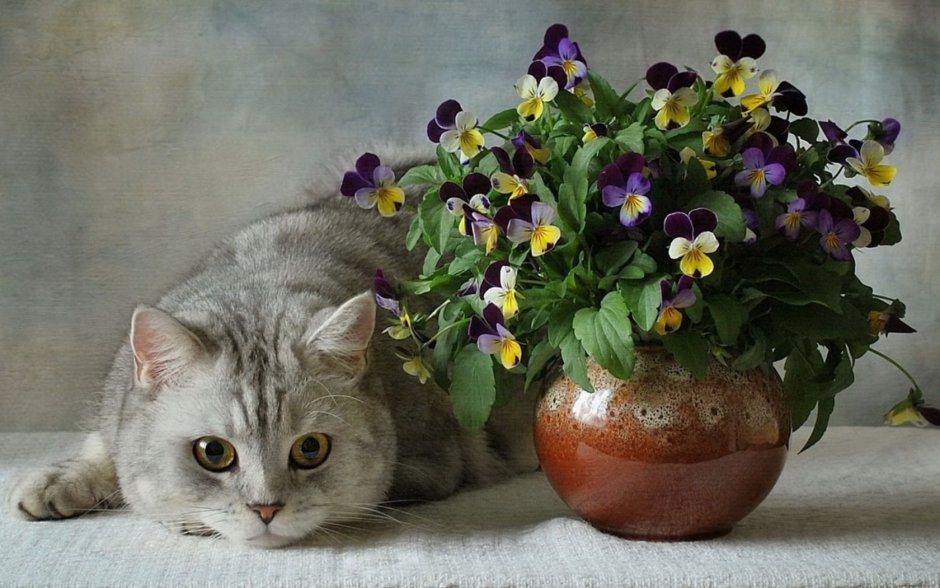 Кошка с цветами