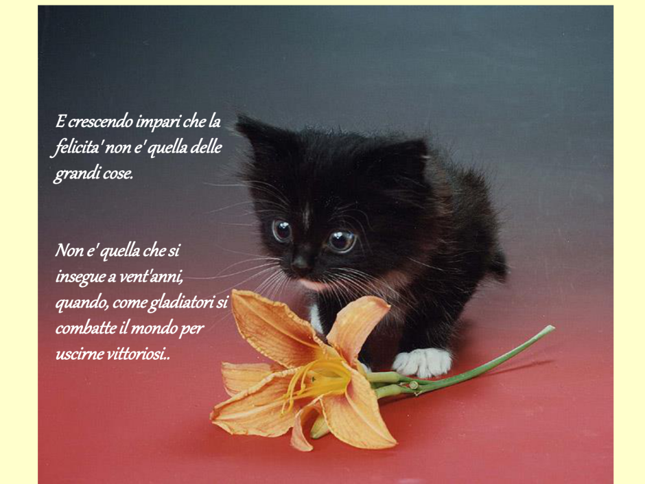 Черный котенок с цветами