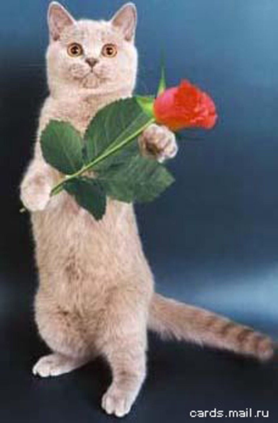 Котик дарит цветы