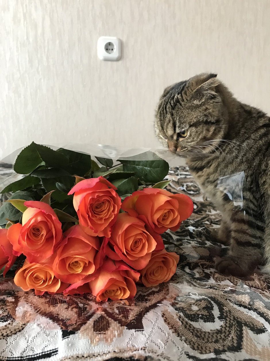 Кошки с розами