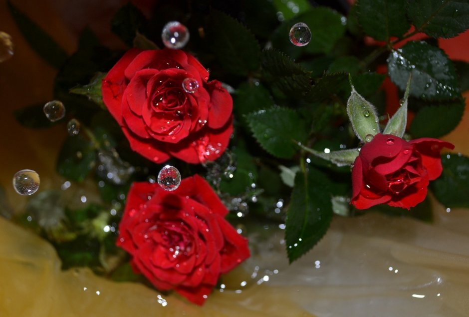 Красивые живые розы