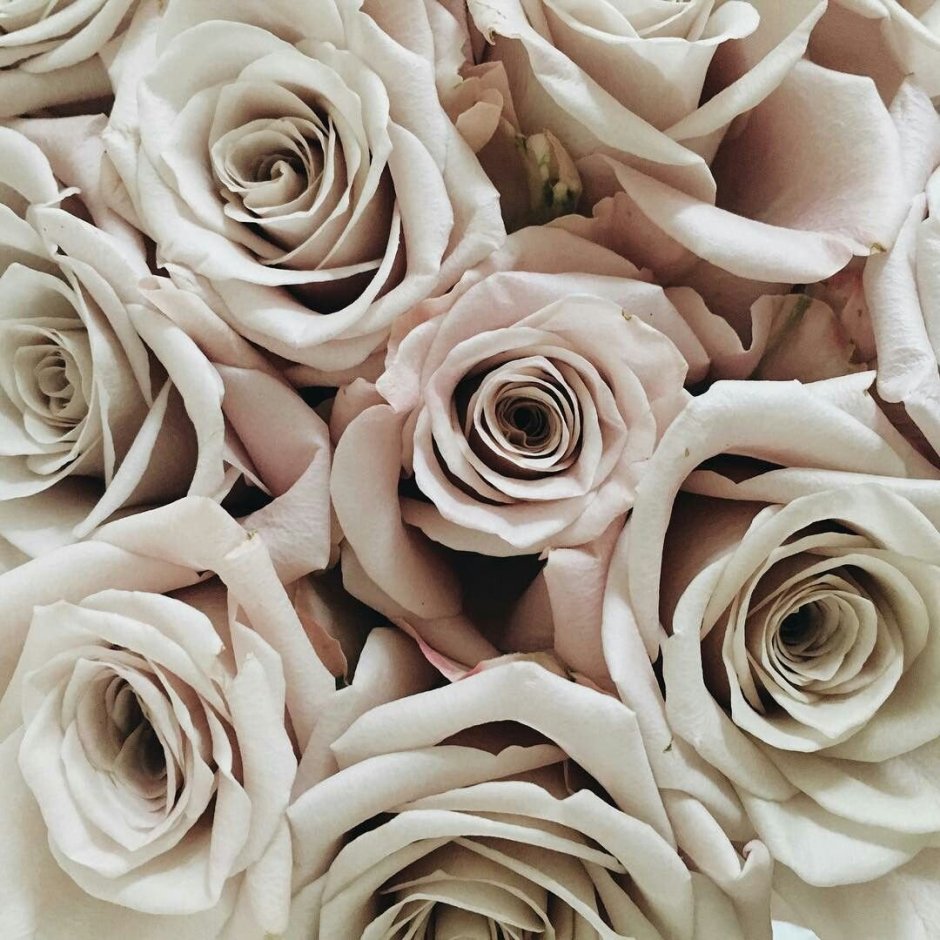 Браун Роуз цветы