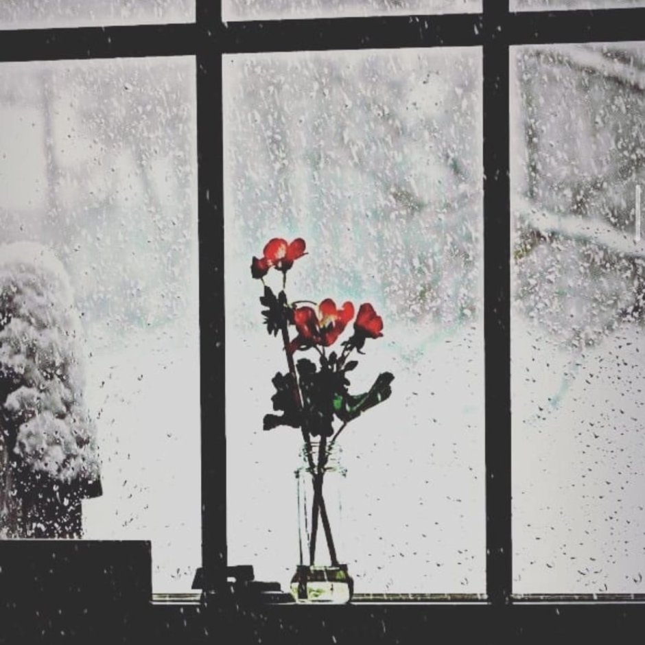 Цветы на зимнем окне