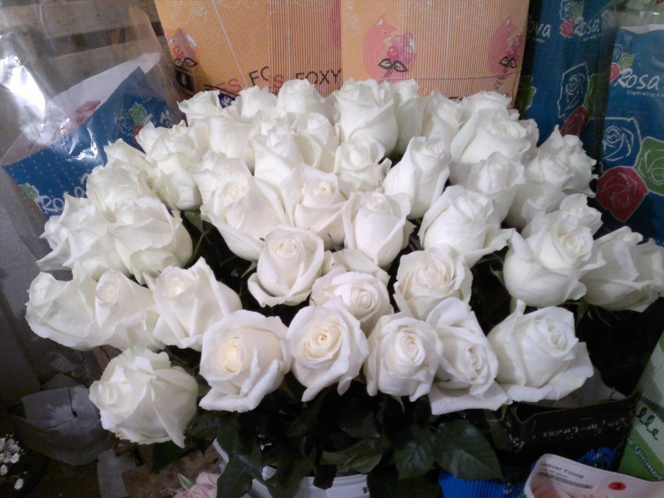 Голландская белая роза