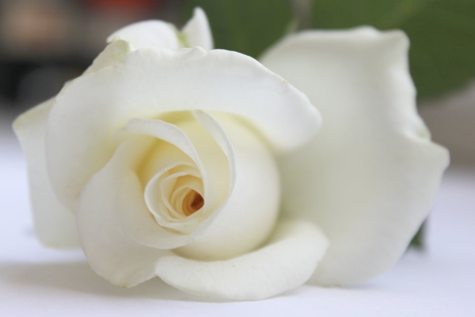 Нежно белые розы