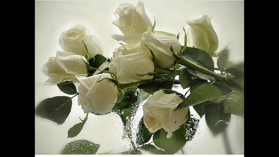 Букет белых роз для любимой девушки