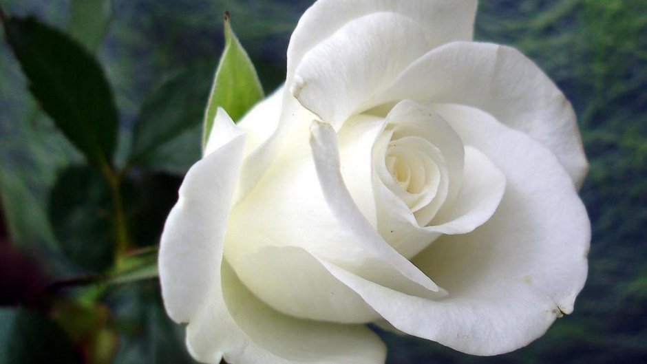 Роза чайно-гибридная Бианка белый