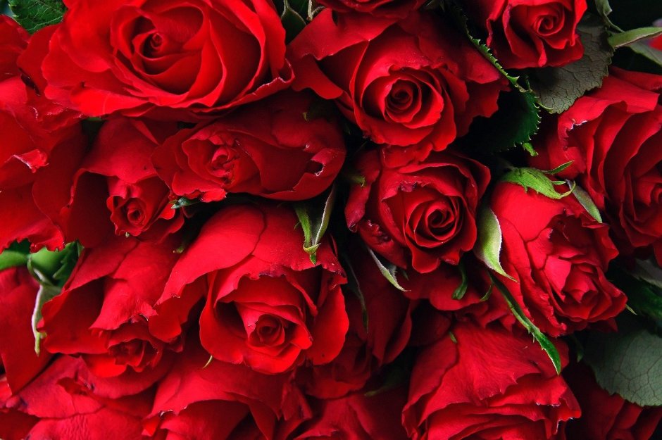 Шикарные красные розы