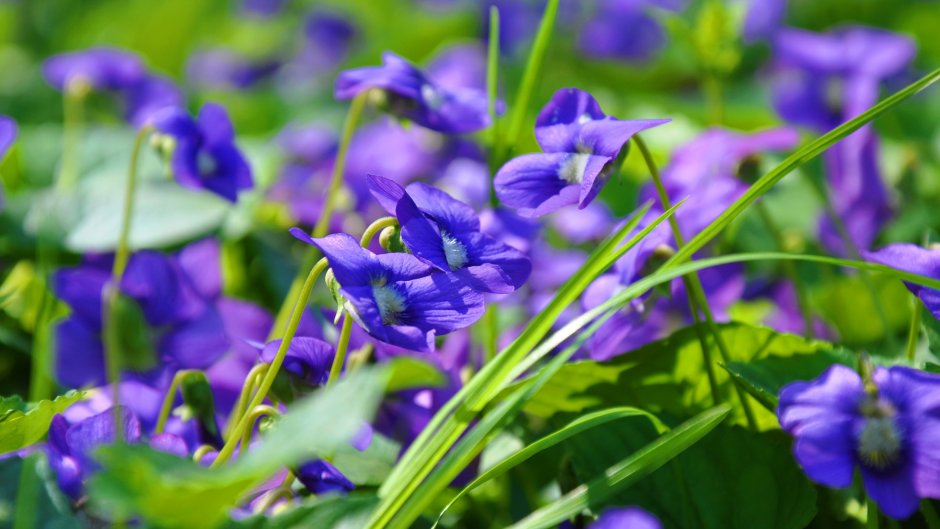 Весенние голубо-сиреневые цветочки