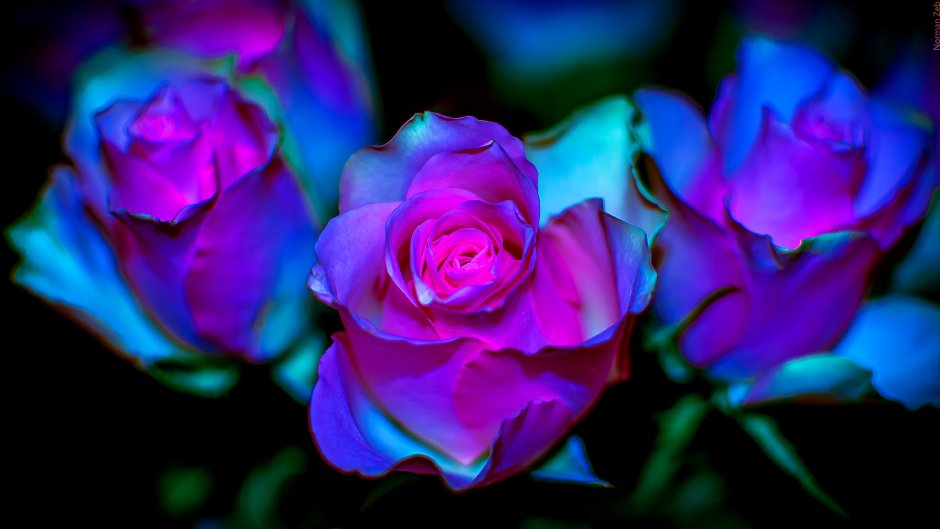 Сине розовые цветы