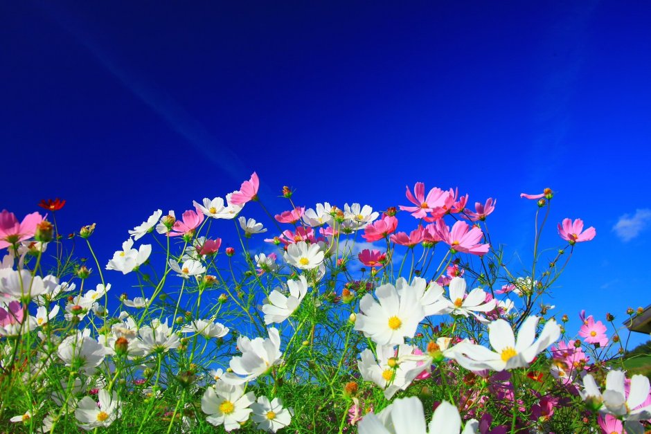 Цветы и небо