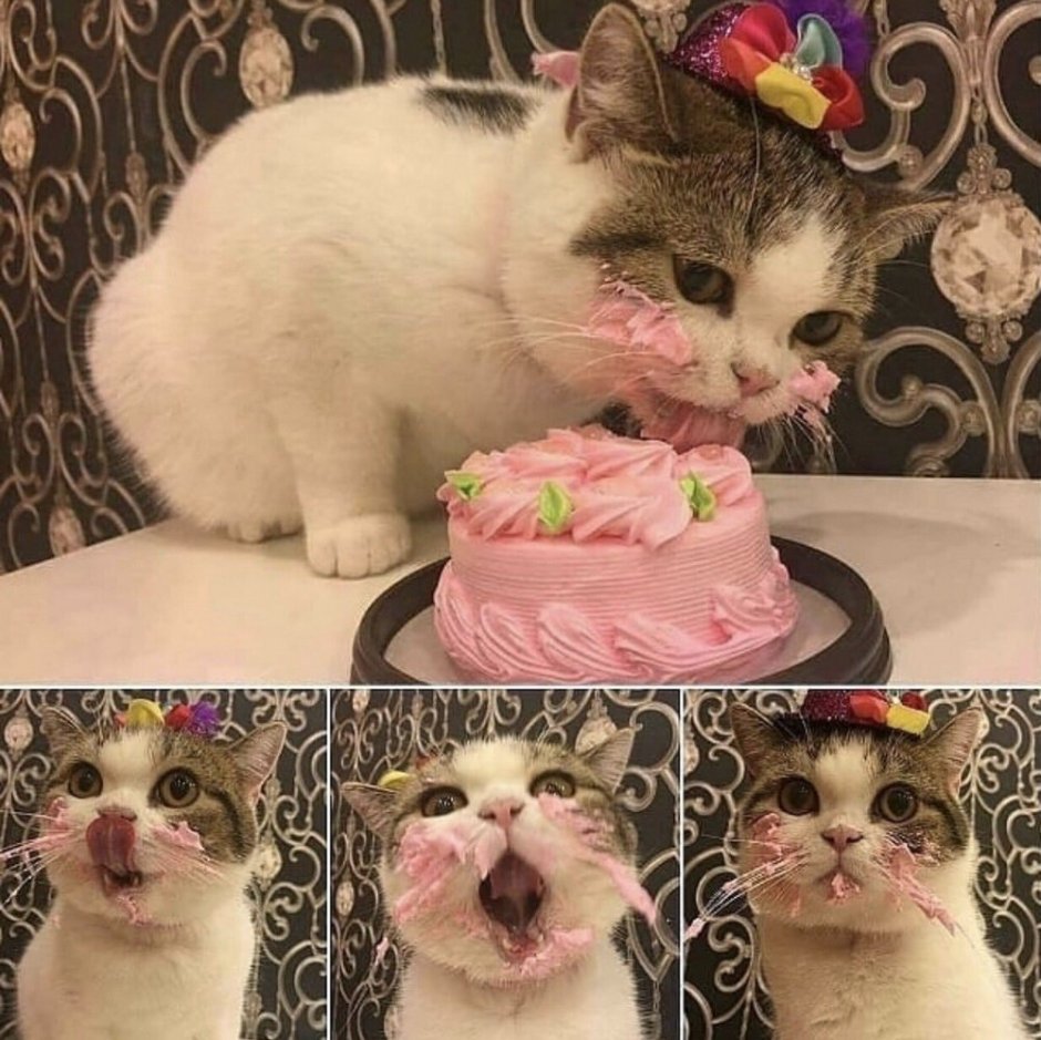 Котик с тортиком с днем рождения