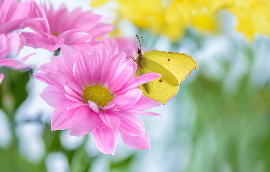 Летние цветы с бабочками