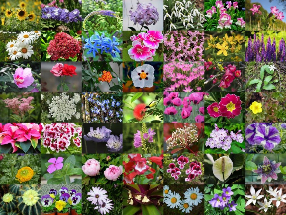 Цветы недорогие разновидность