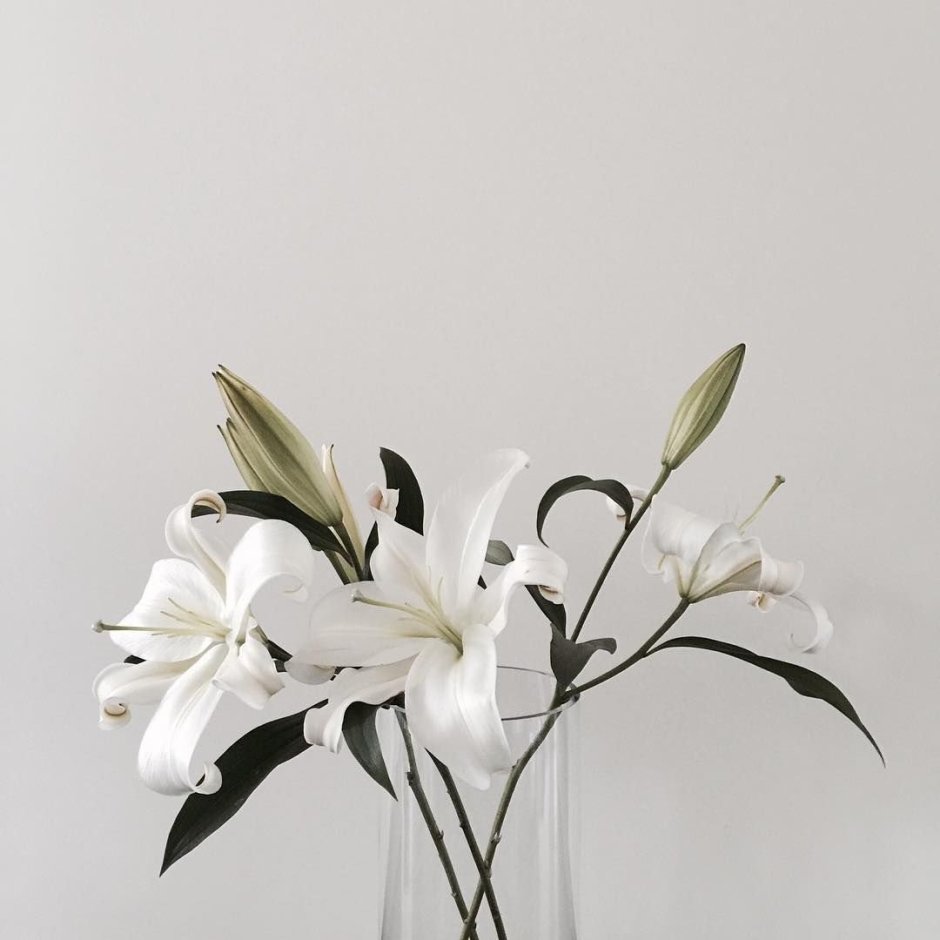 Белые лилии Эстетика