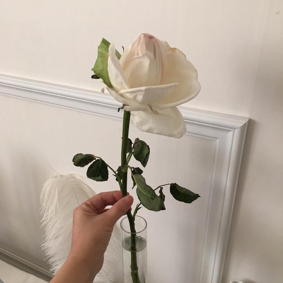 Роза для эстетики