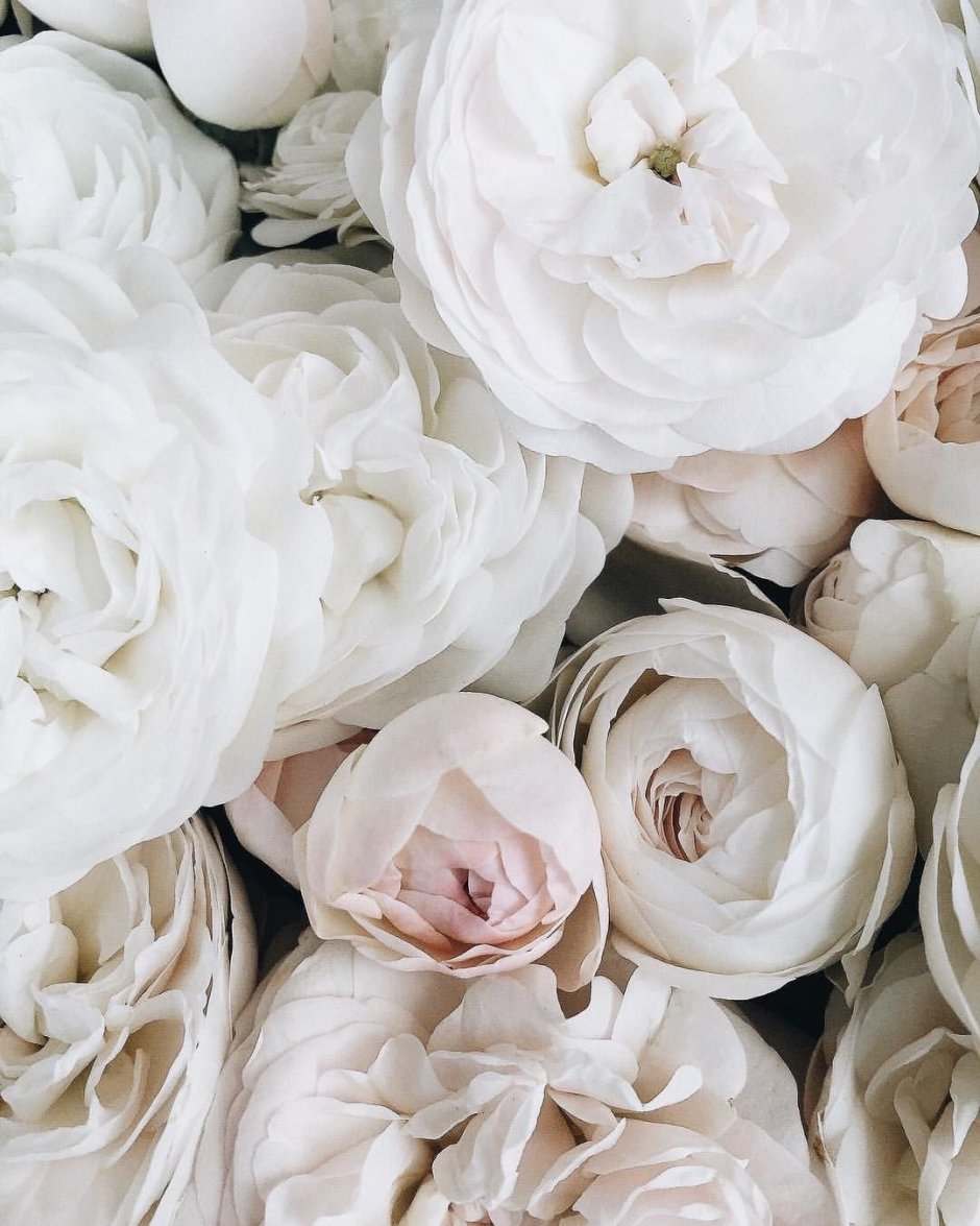 Постер "белые розы"