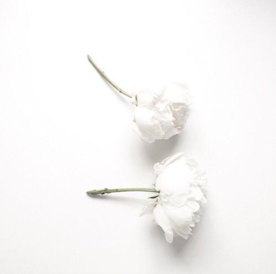 Белые цветы Эстетика