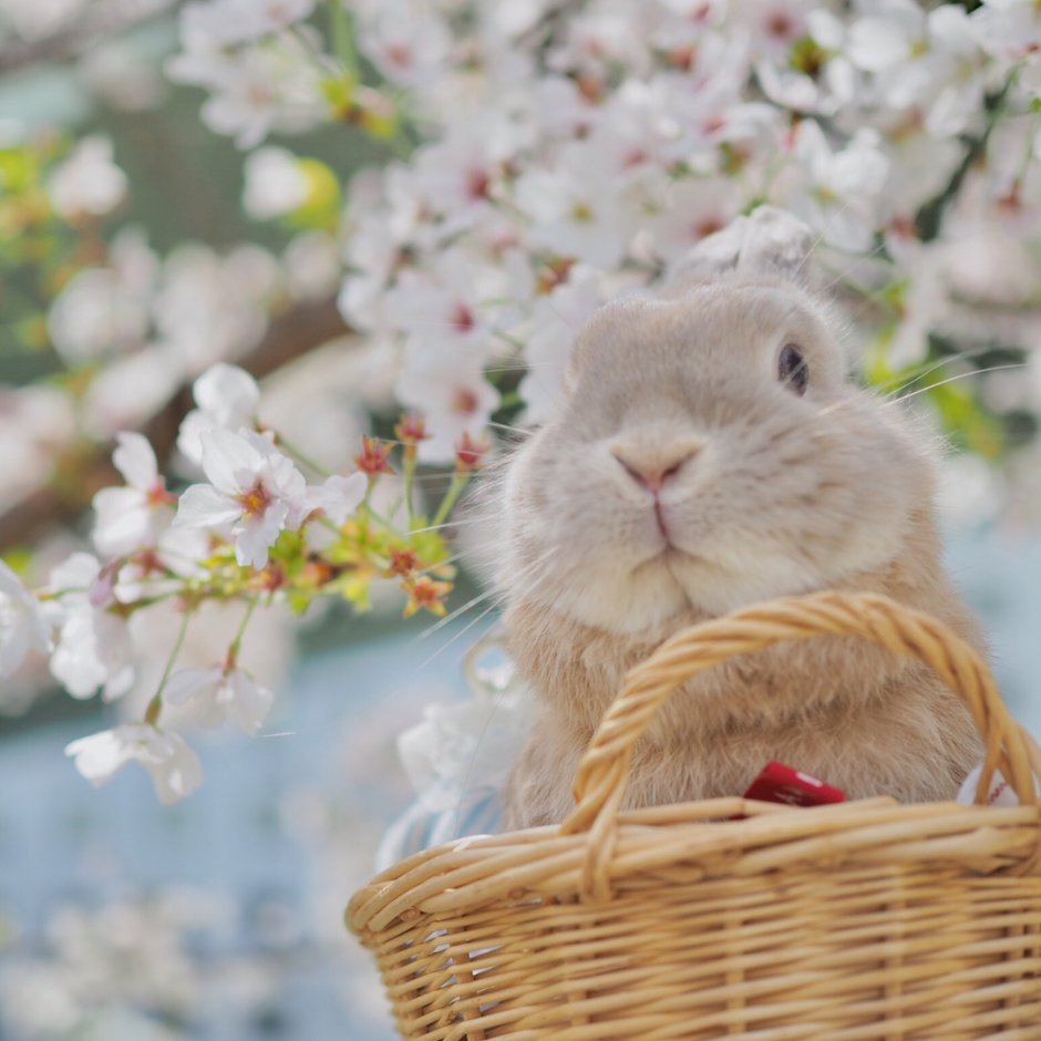 Кролики в корзинке с цветами