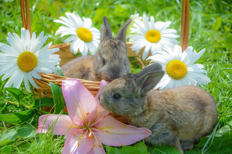 Кролик весной