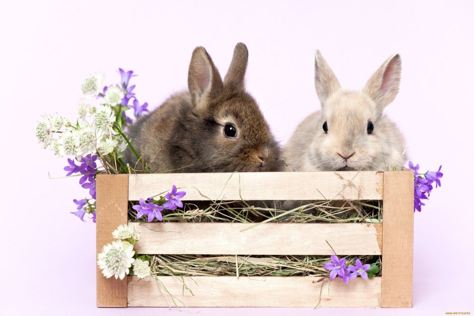 Кролик в весенних цветах
