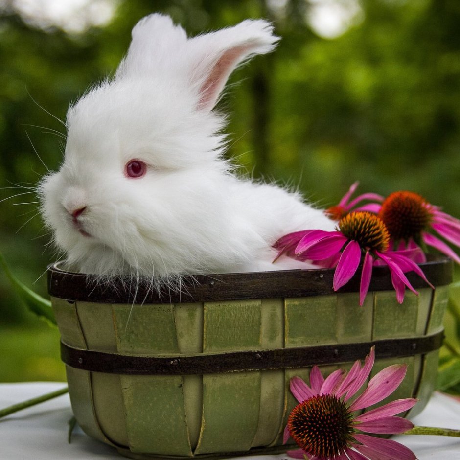 Цветочный кролик