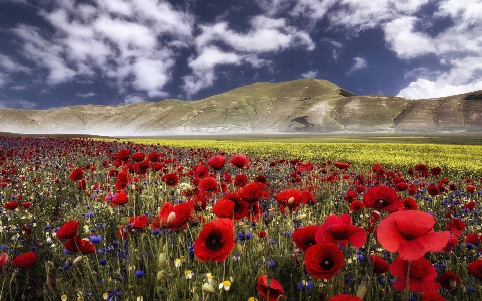 Маковые поля в Армении