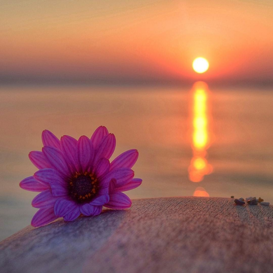 Цветы на фоне солнца и моря