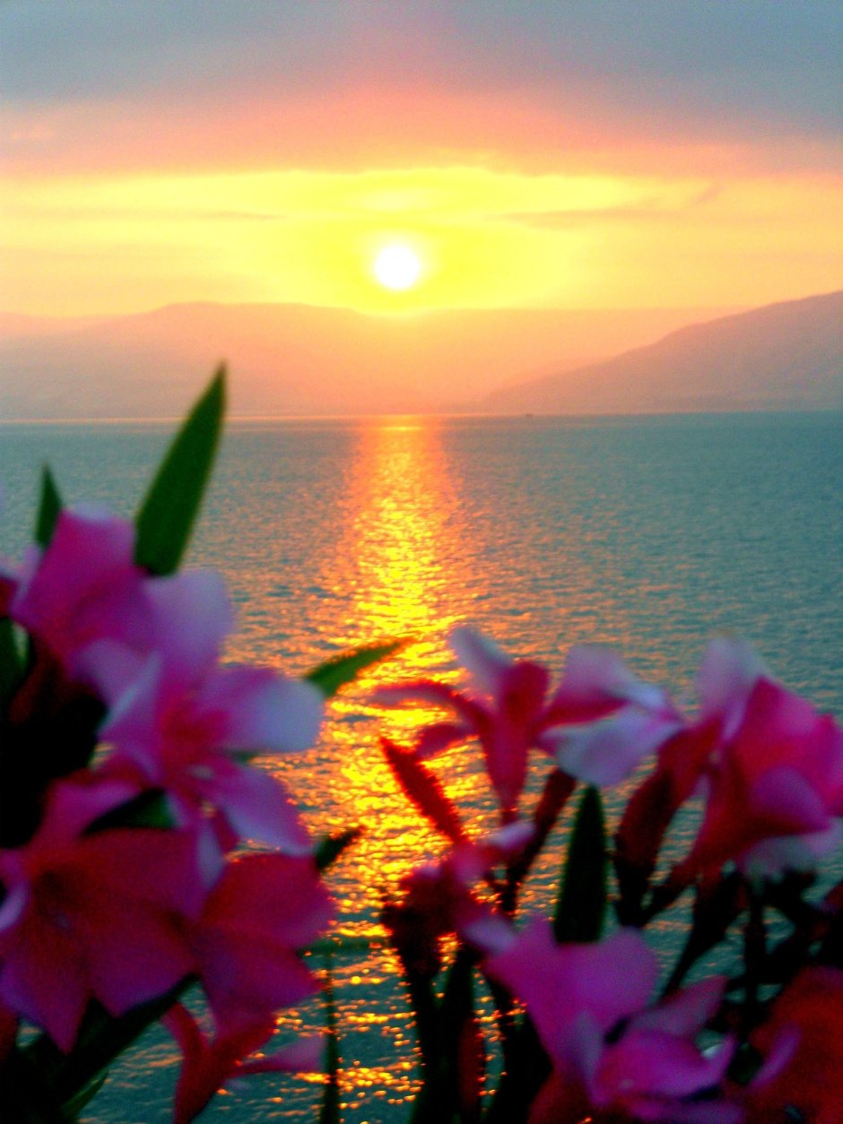Море закат цветы