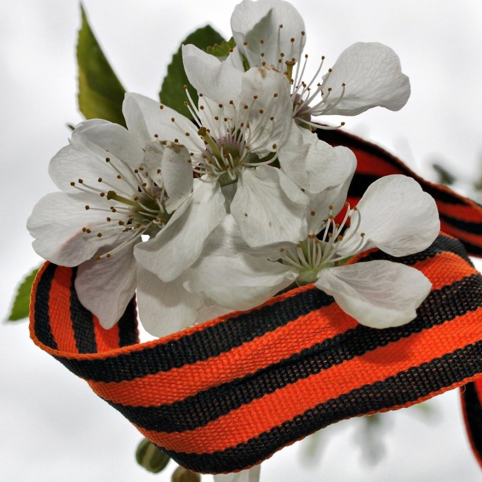 Георгиевская ленточка с яблоневым цветом