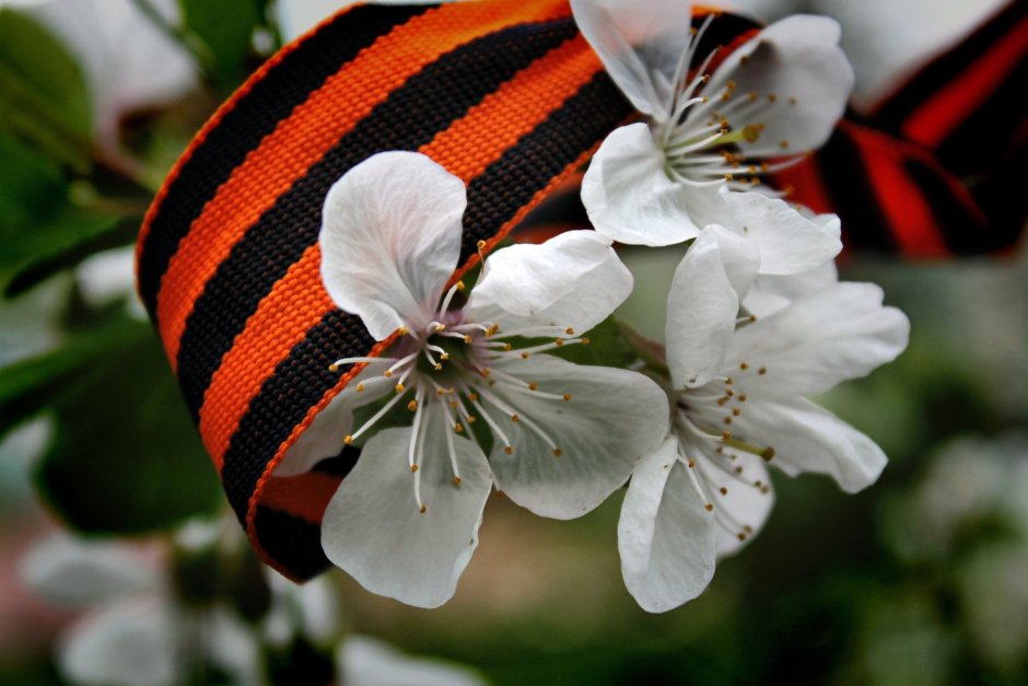 Георгиевская ленточка и цветы