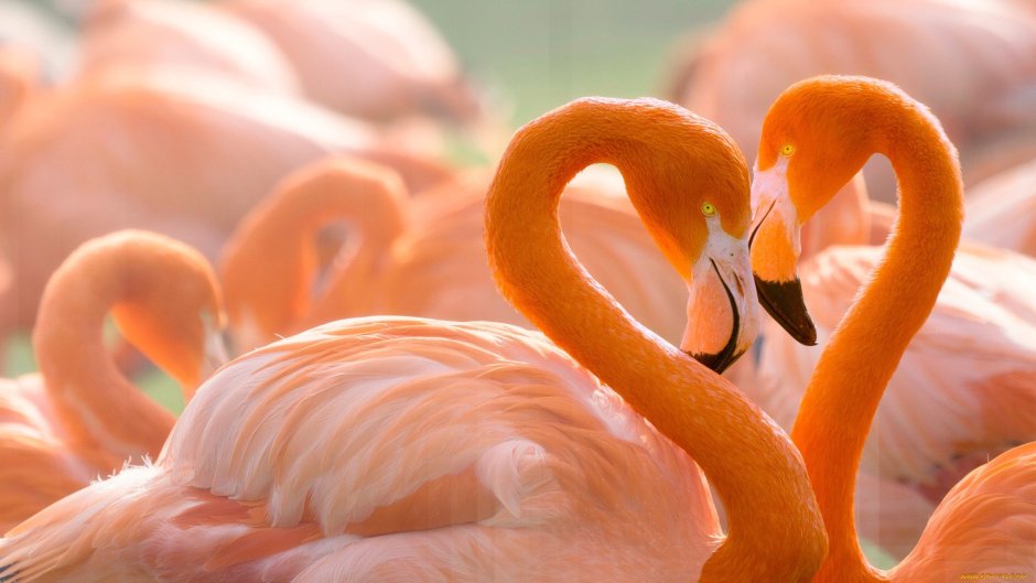 Персиковый Фламинго