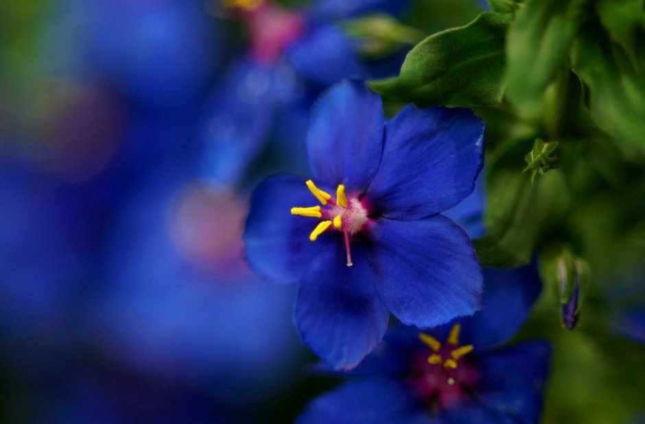 Яркие синие цветы