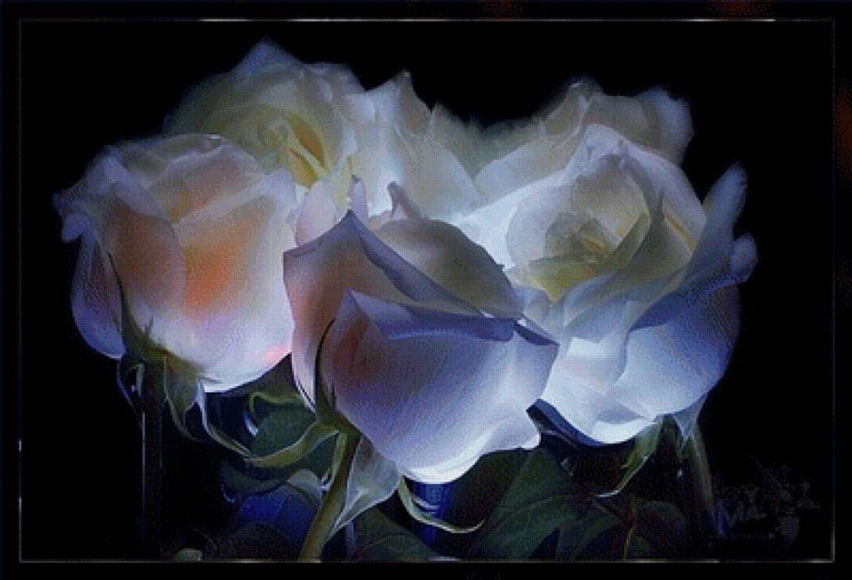 Белые мерцающие розы