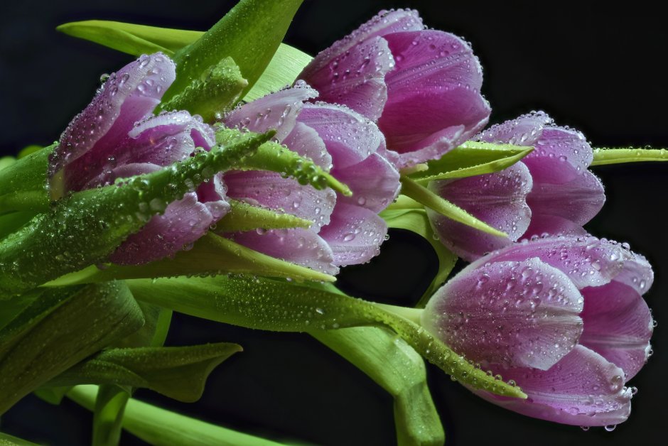 Красивые тюльпаны в росе