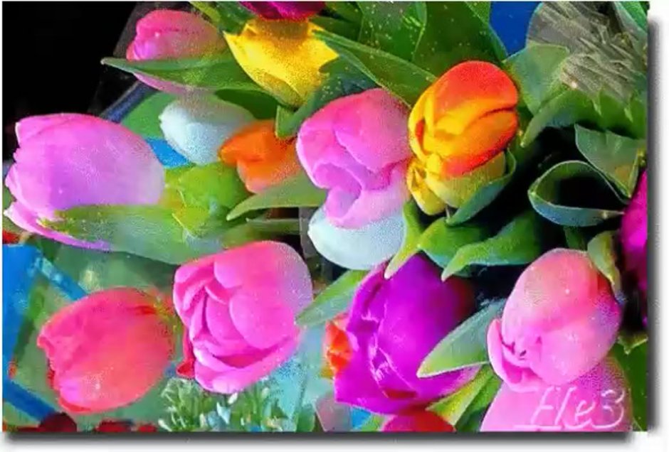 Разноцветные переливающиеся тюльпаны