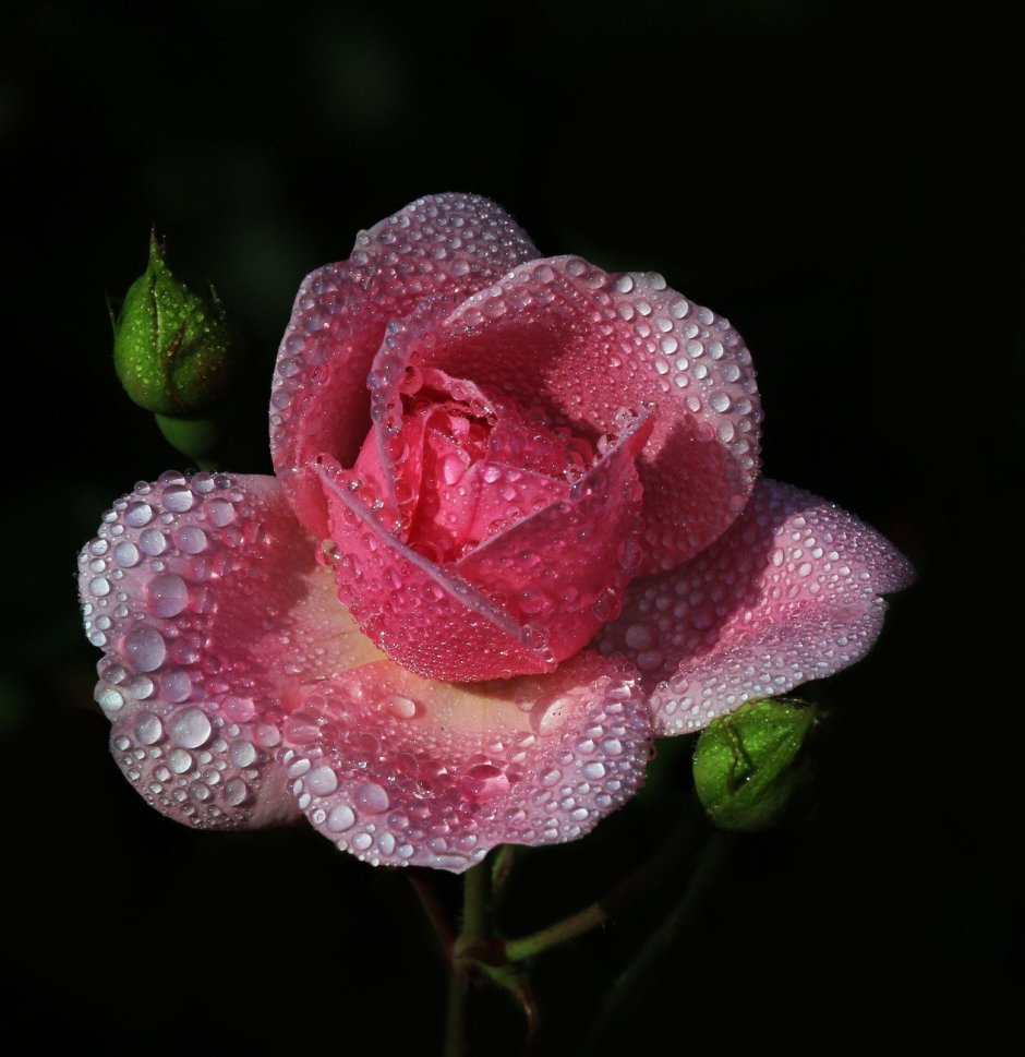 Розовые цветы в росе