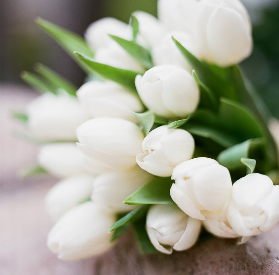 Белые тюльпаны и небо