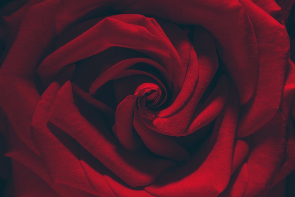 Фактура розы