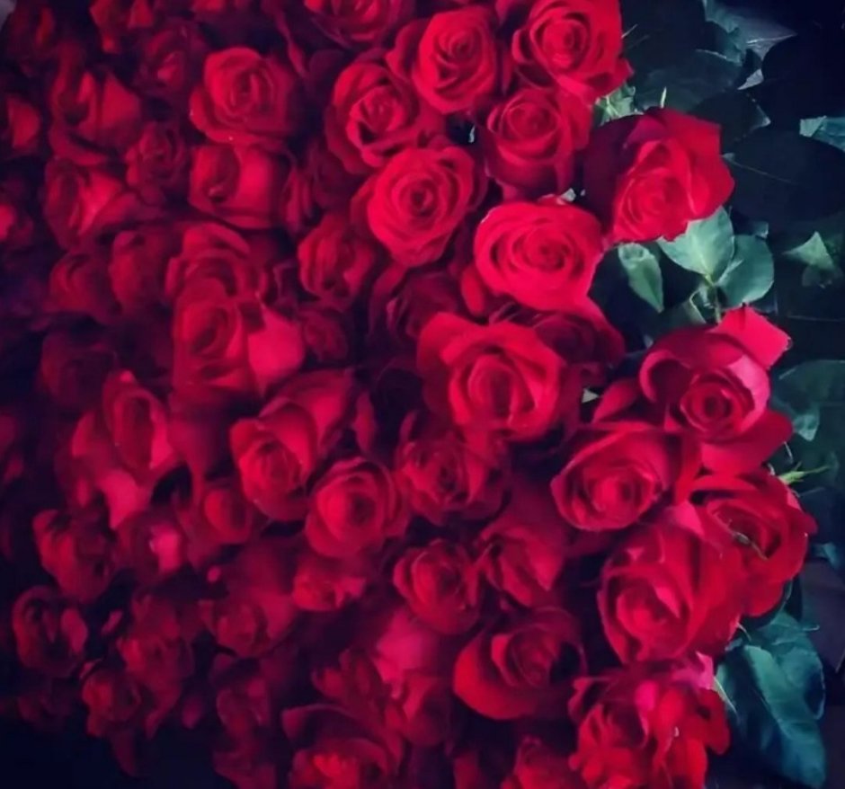 Букет красных роз в темноте