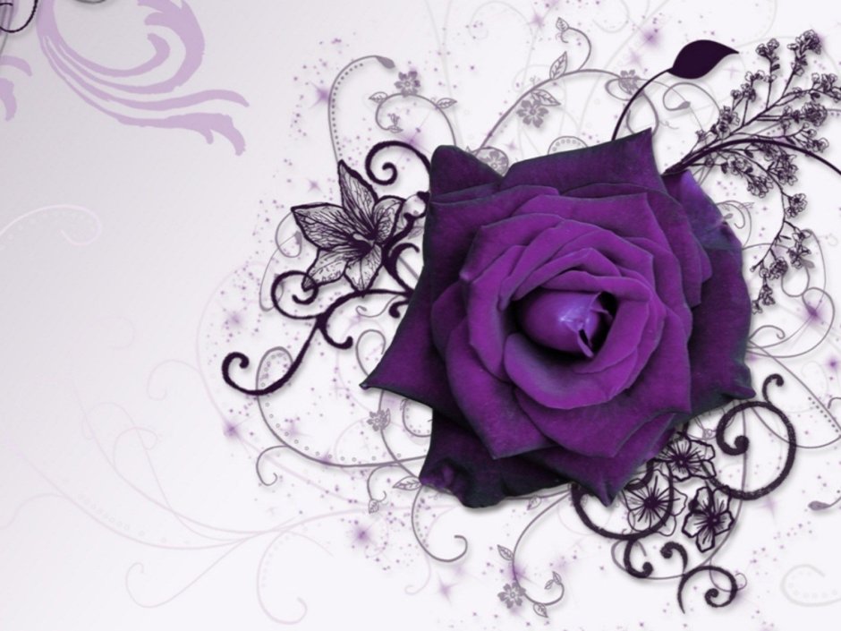Фиолетовые розы фон