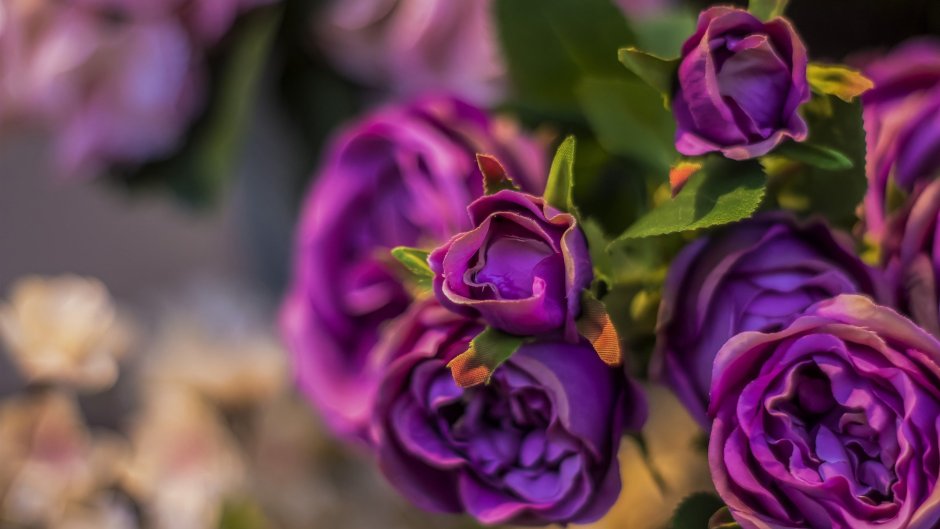 Дамасская роза фиолетовая