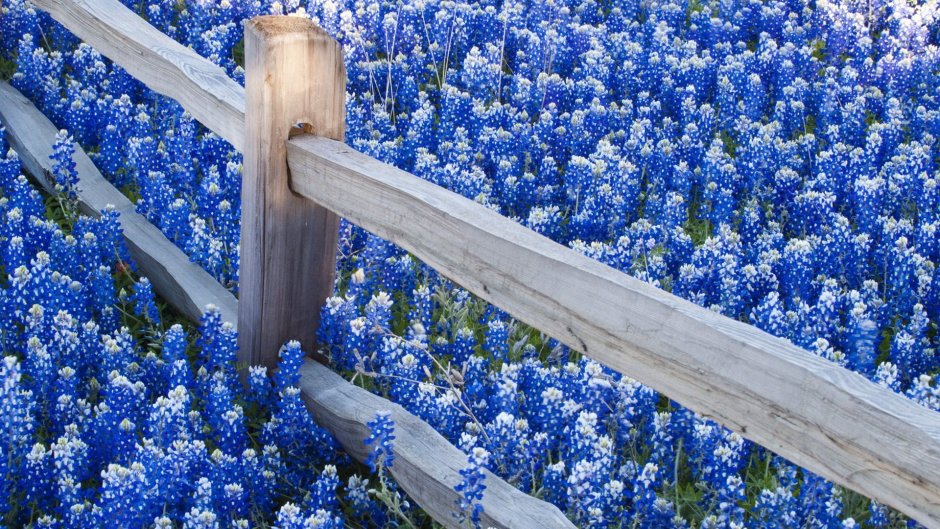 Голубые цветы в поле