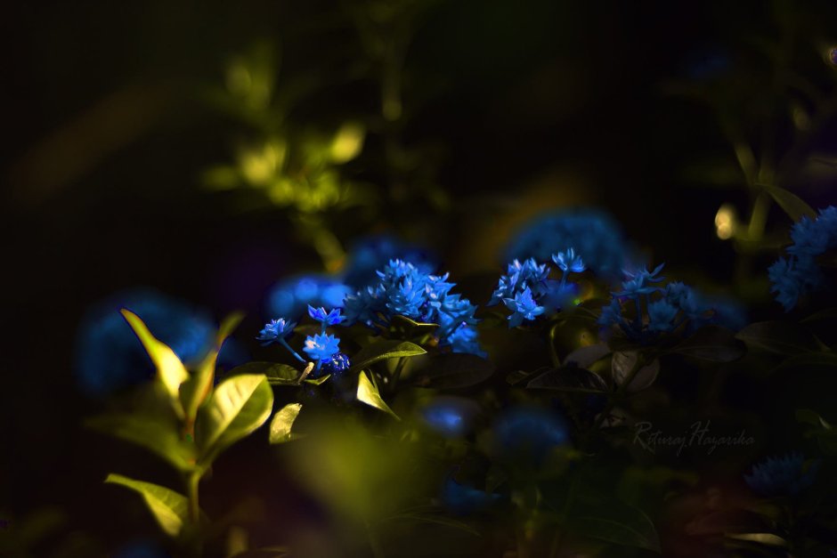 Темно синие цветы