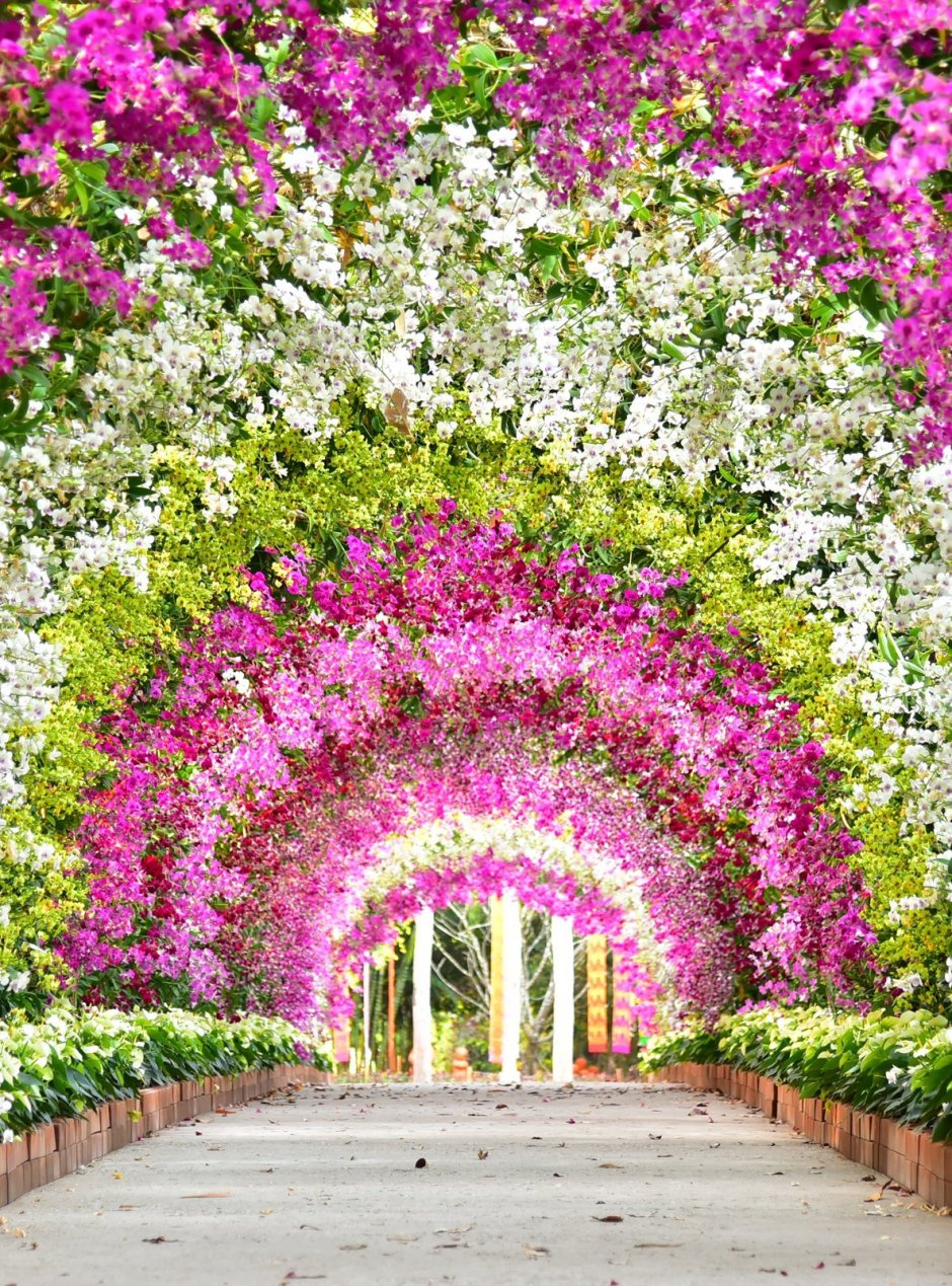 Цветущая арка