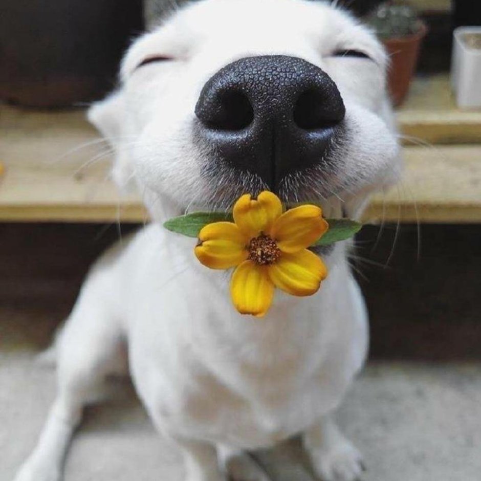 Собаки и цветы прикольные