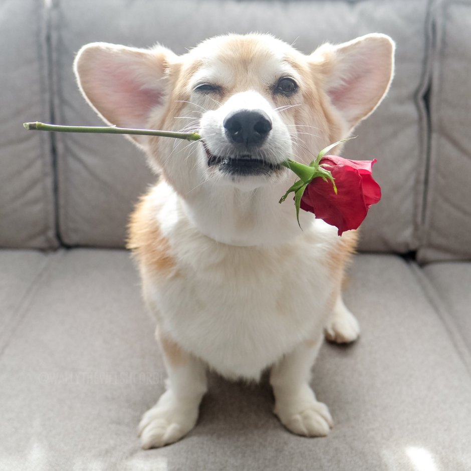 Собачка с розой в зубах