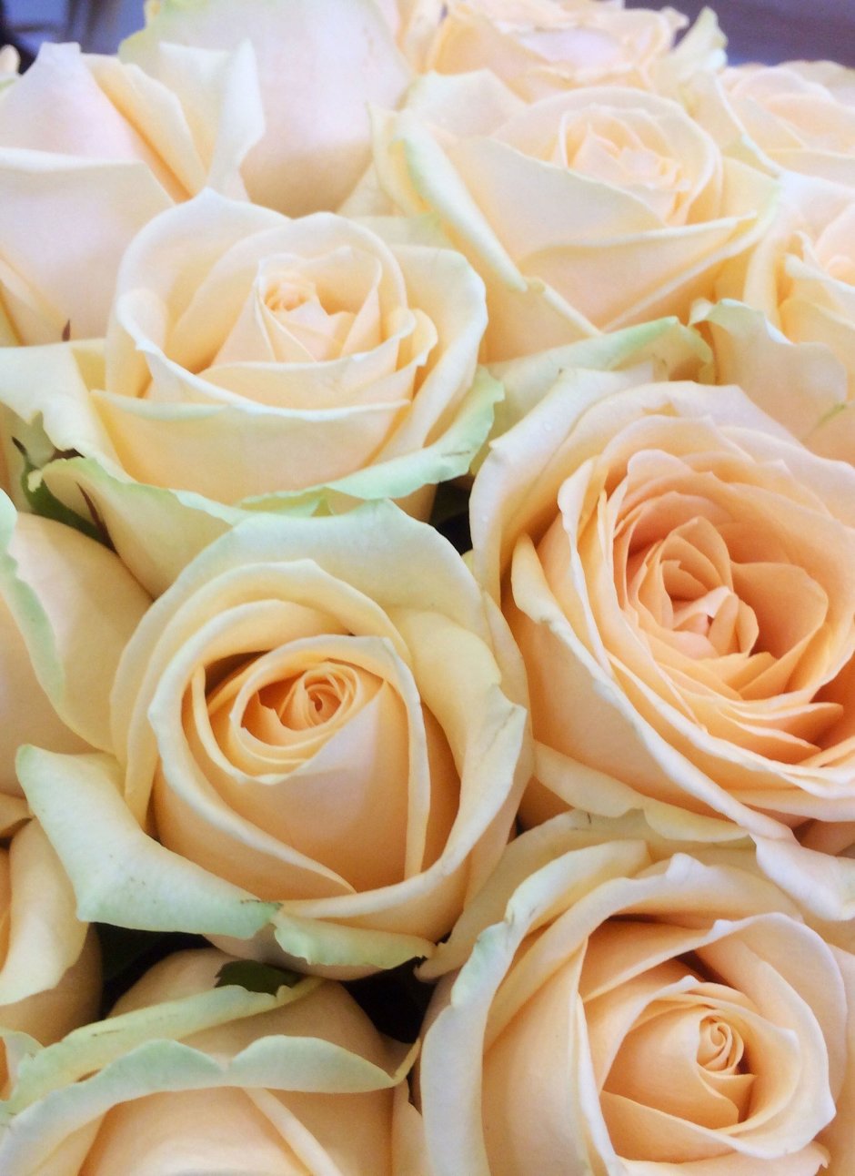 Кремовые розы "Джанго"