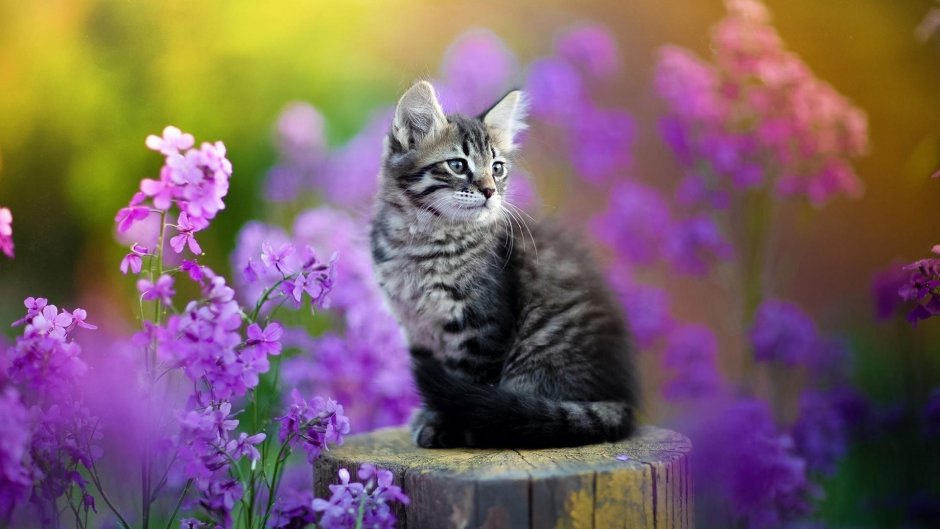 Серый кот в цветах
