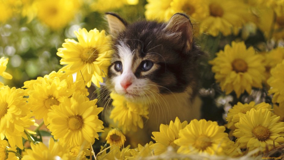Кот в желтых цветах